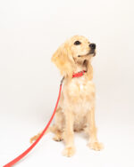 Cherry Red Collar - Image 2