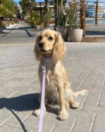 Violet Collar - Image 3