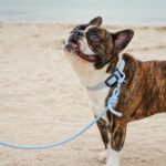 Sky Handsfree Leash - Image 3