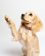 Espresso Collar - Image 2