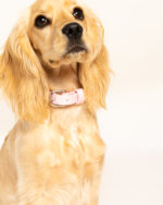 Marshmallow Collar - Image 4