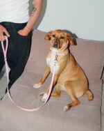 Marshmallow Collar - Image 5