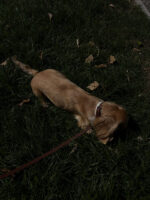 Espresso Leash - Image 2