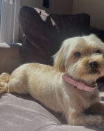 Marshmallow Collar - Image 6