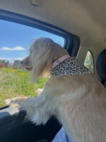 Marshmallow Collar - Image 2