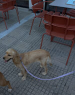 Violet Leash - Image 6