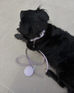 Violet Collar - Image 5