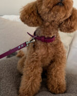 Burgundy Collar - Image 5