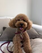 Burgundy Collar - Image 2