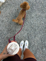 Burgundy Leash - Image 4